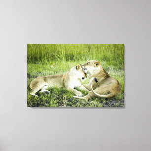 Lion and lioness, Africa 2 Canvas Print