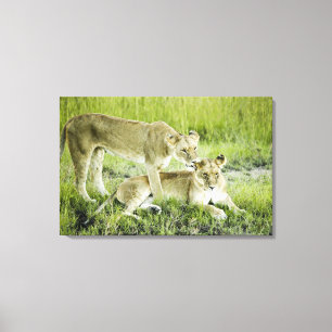 Lion and lioness, Africa Canvas Print