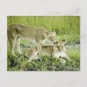 Lion and lioness, Africa Postcard