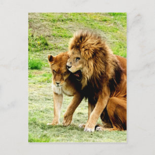 lion and lioness mom love postcard