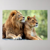 Lion and Lioness Pair