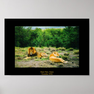 Lion and Lioness Poster