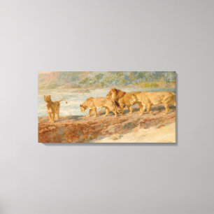 Lion and Lionesses on the Bank of an African River Canvas Print