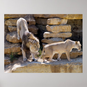 Lion and lionness walking on the rocks  poster