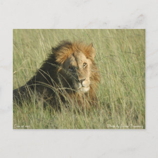 Lion at Rest Postcard