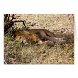 LION AU KENYA AFRIQUE