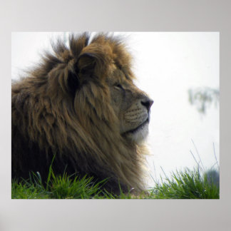 Lion avec belle affiche Mane
