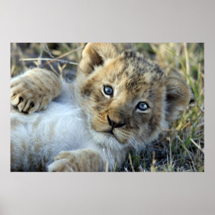 Lion Baby Poster