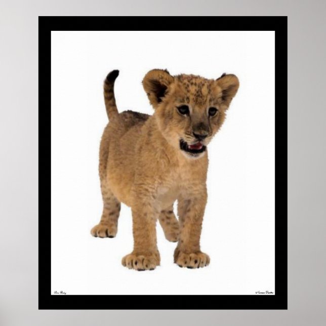 Lion Baby Poster (Front)