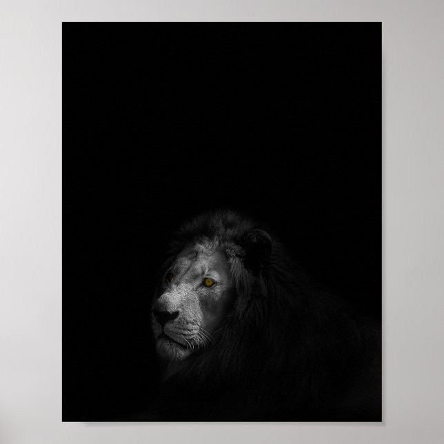 Lion, black and white photograph, poster (Front)