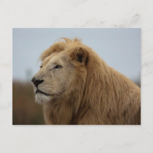 Lion blanc - Carte postale