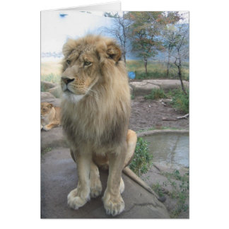 Lion cherche le déjeuner