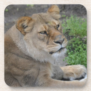 Lion Coaster