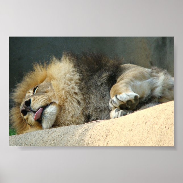 Lion couché qui sort la langue Poster 6X4" (Devant)