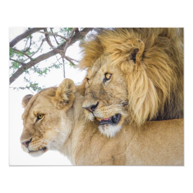 Lion Couple Photo Print (Front)