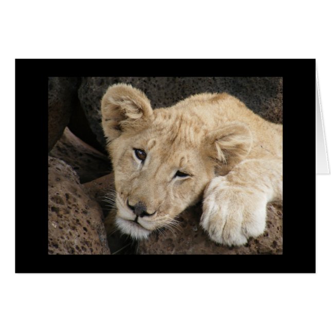 Lion cub (Front Horizontal)