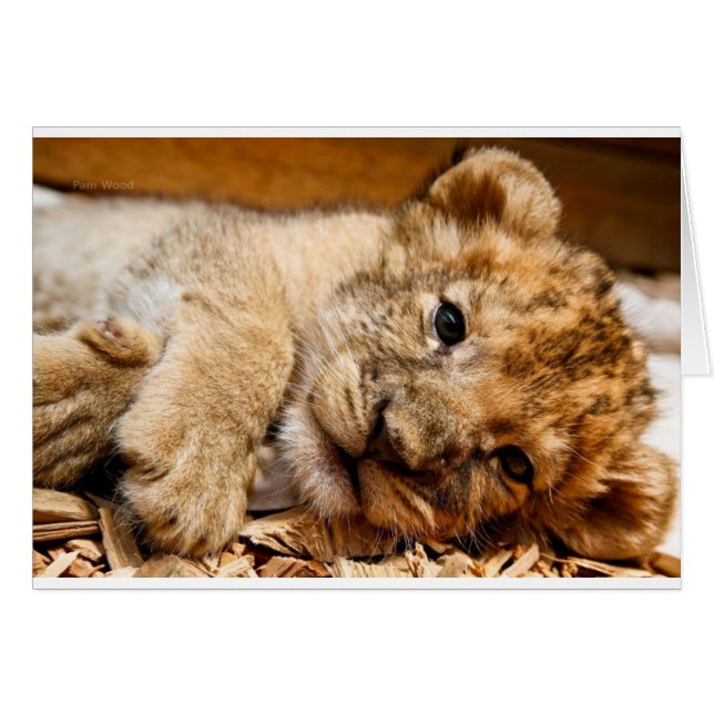 Lion Cub (Front Horizontal)
