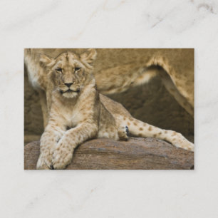 Lion Cub 2011 Pocket Calendar (UK) Business Card