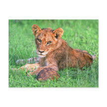 Lion cub and tortoise