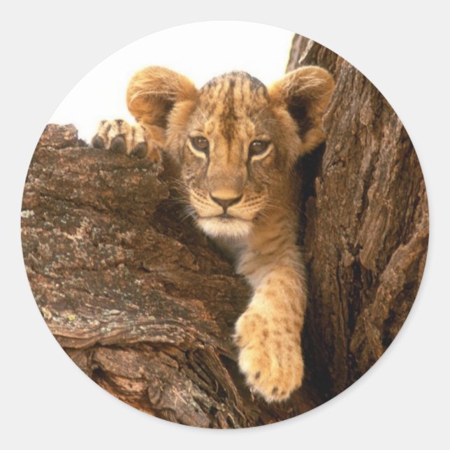 Lion Cub Classic Round Sticker (Front)