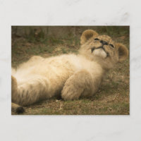 lion cub cute funny relax stress mental health