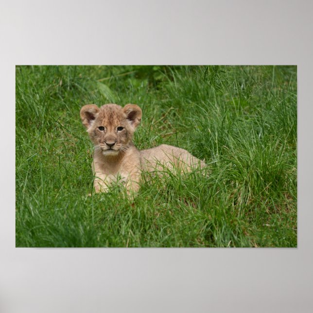 Lion Cub In The Grass Poster (Front)