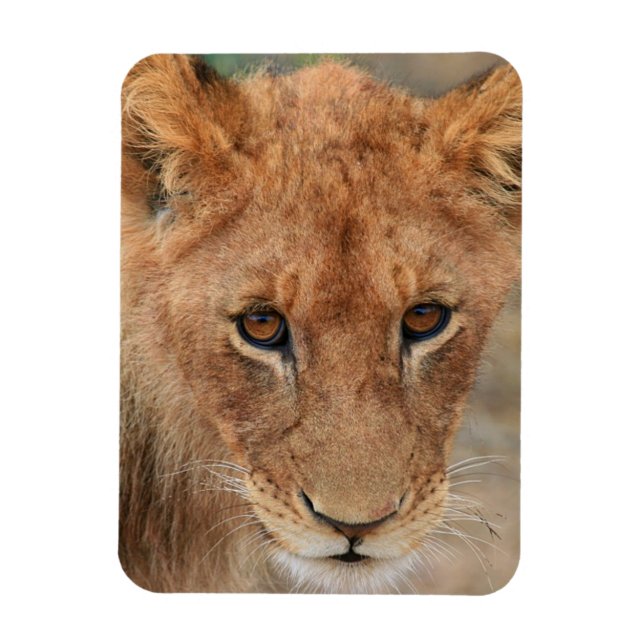 Lion Cub Magnet (Vertical)