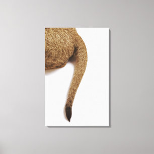 Lion cub (Panthera leo) against white 2 Canvas Print