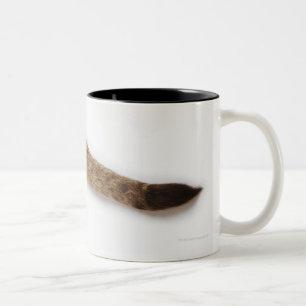Lion cub (Panthera leo) against white Two-Tone Coffee Mug