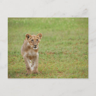 lion cub, Panthera leo, Kgalagadi Transfrontier Postcard