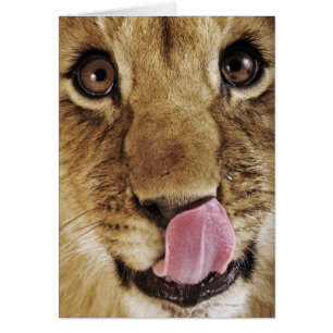 Lion cub (Panthera leo) lécher le nez, gros plan