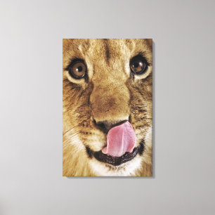 Lion cub (Panthera leo) licking nose, close-up Canvas Print