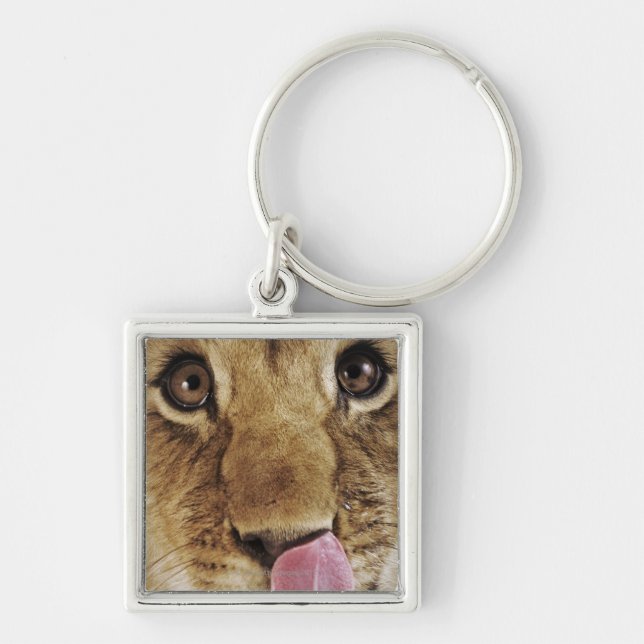 Lion cub (Panthera leo) licking nose, close-up Keychain (Front)