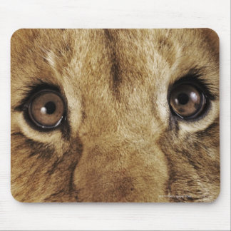 Lion cub (Panthera leo) licking nose, close-up Mouse Pad