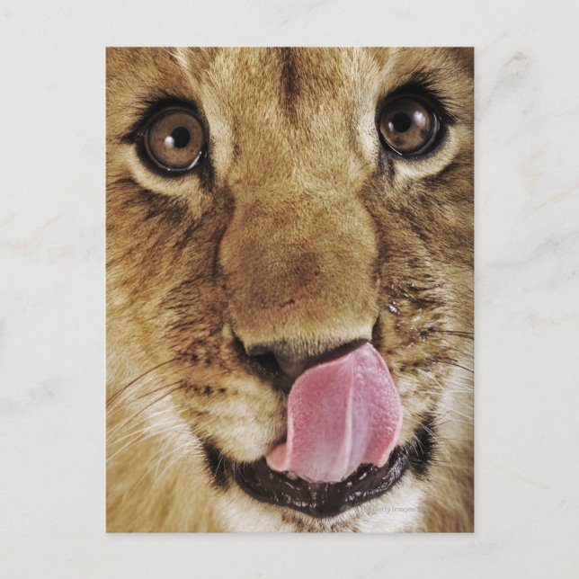 Lion cub (Panthera leo) licking nose, close-up Postcard (Front)