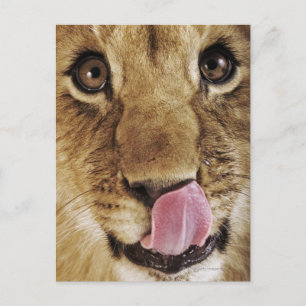 Lion cub (Panthera leo) licking nose, close-up Postcard