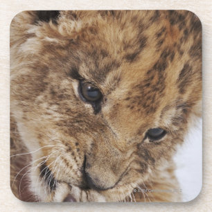 Lion cub (Panthera leo) licking paw, close-up Coaster