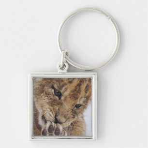 Lion cub (Panthera leo) licking paw, close-up Keychain