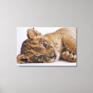 Lion cub (Panthera leo) lying on side, close-up Canvas Print