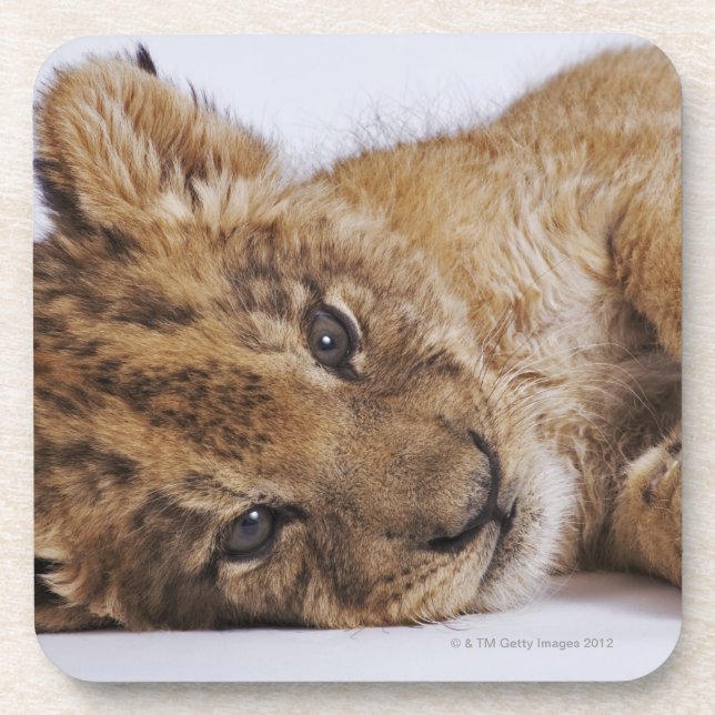 Lion cub (Panthera leo) lying on side, close-up Coaster (Front)