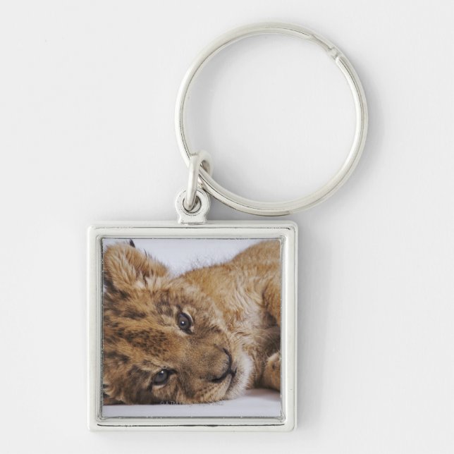 Lion cub (Panthera leo) lying on side, close-up Keychain (Front)
