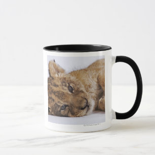 Lion cub (Panthera leo) lying on side, close-up Mug
