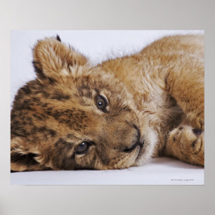 Lion cub (Panthera leo) lying on side, close-up Poster