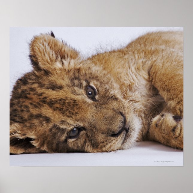 Lion cub (Panthera leo) lying on side, close-up Poster (Front)