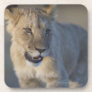 Lion Cub (Panthera Leo) Namibia Coaster