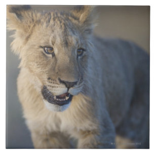 Lion Cub (Panthera Leo)   Namibia Tile