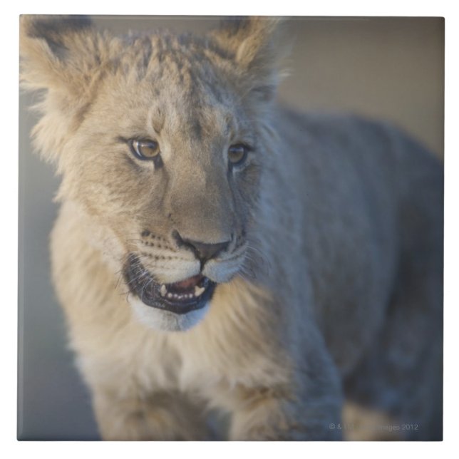 Lion Cub (Panthera Leo) | Namibia Tile (Front)