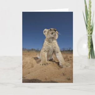 Lion Cub (Panthera Leo) sitting on sand, Namibia Card