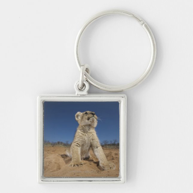 Lion Cub (Panthera Leo) sitting on sand, Namibia Keychain (Front)