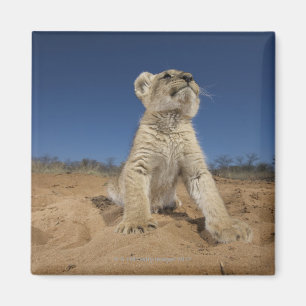Lion Cub (Panthera Leo) sitting on sand, Namibia Magnet